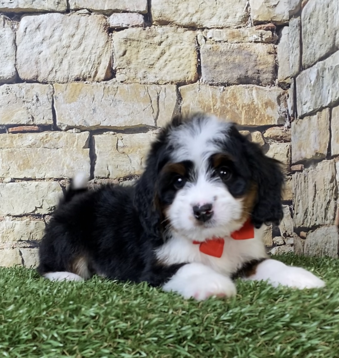 Asher photo 3