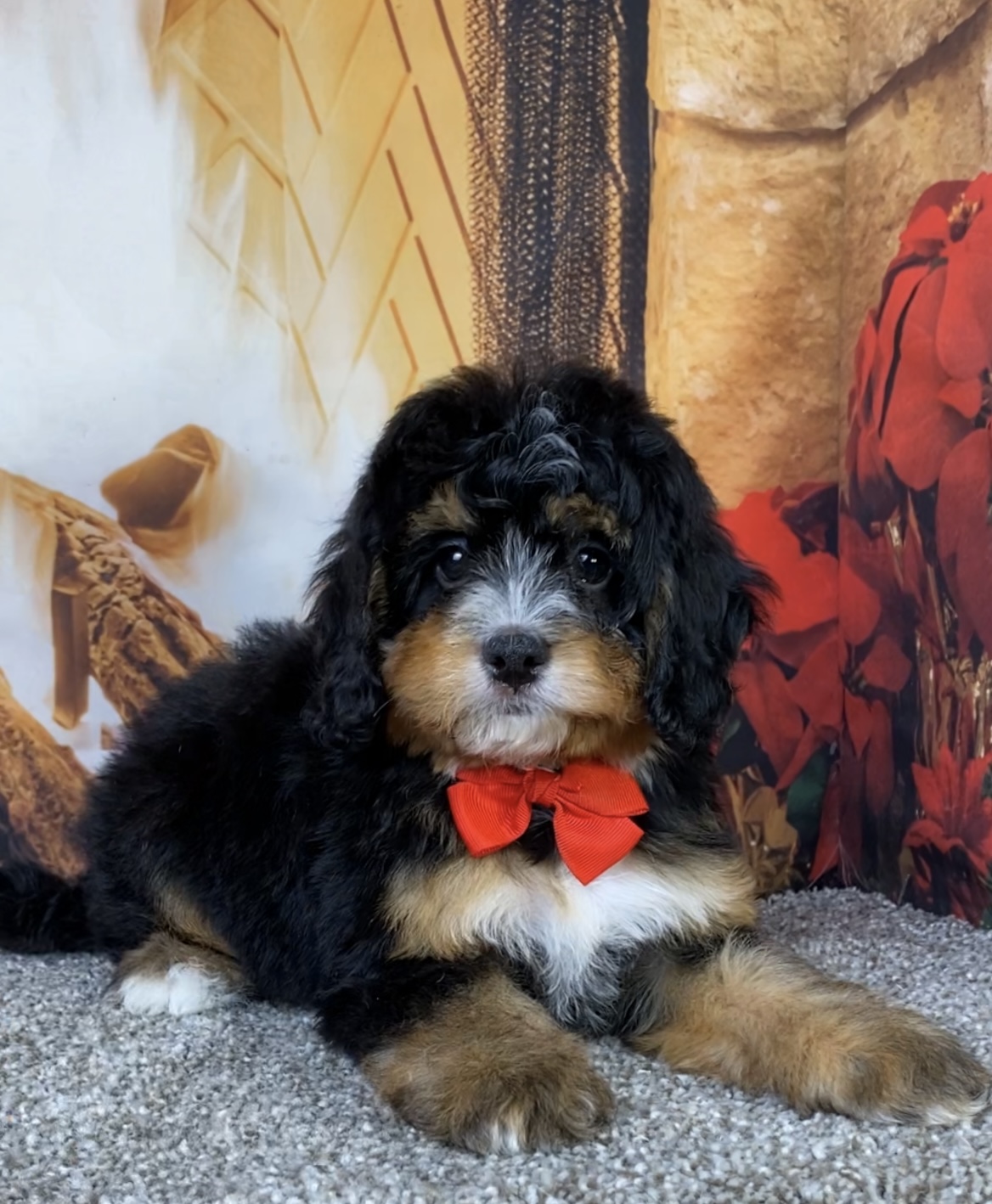 Mr. Baxter the  Mini-Bernedoodle