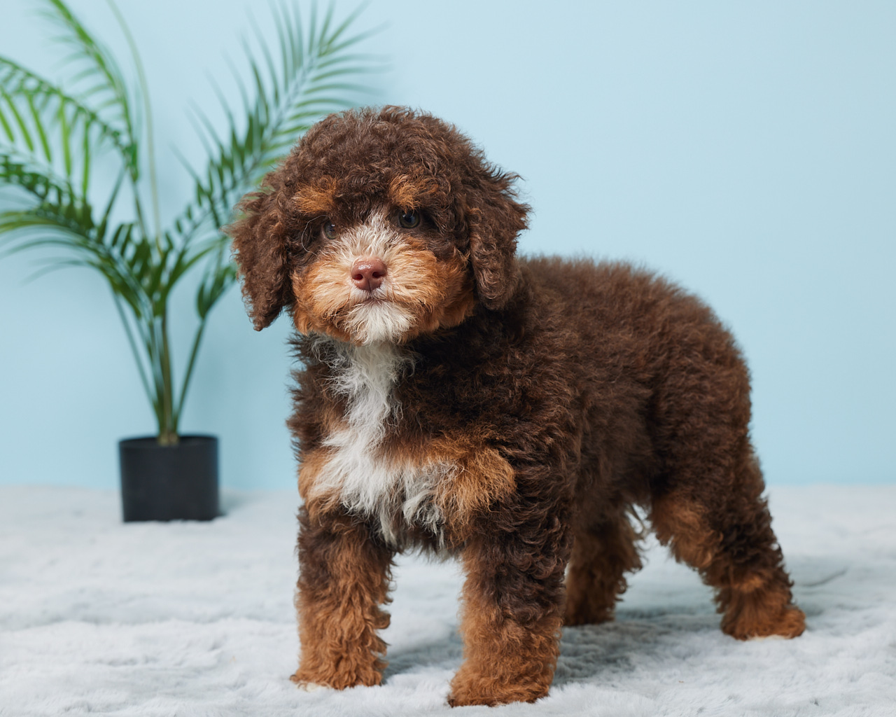 Mr. Benson the F1B Mini-Bernedoodle (Bella’s Litter) photo 2