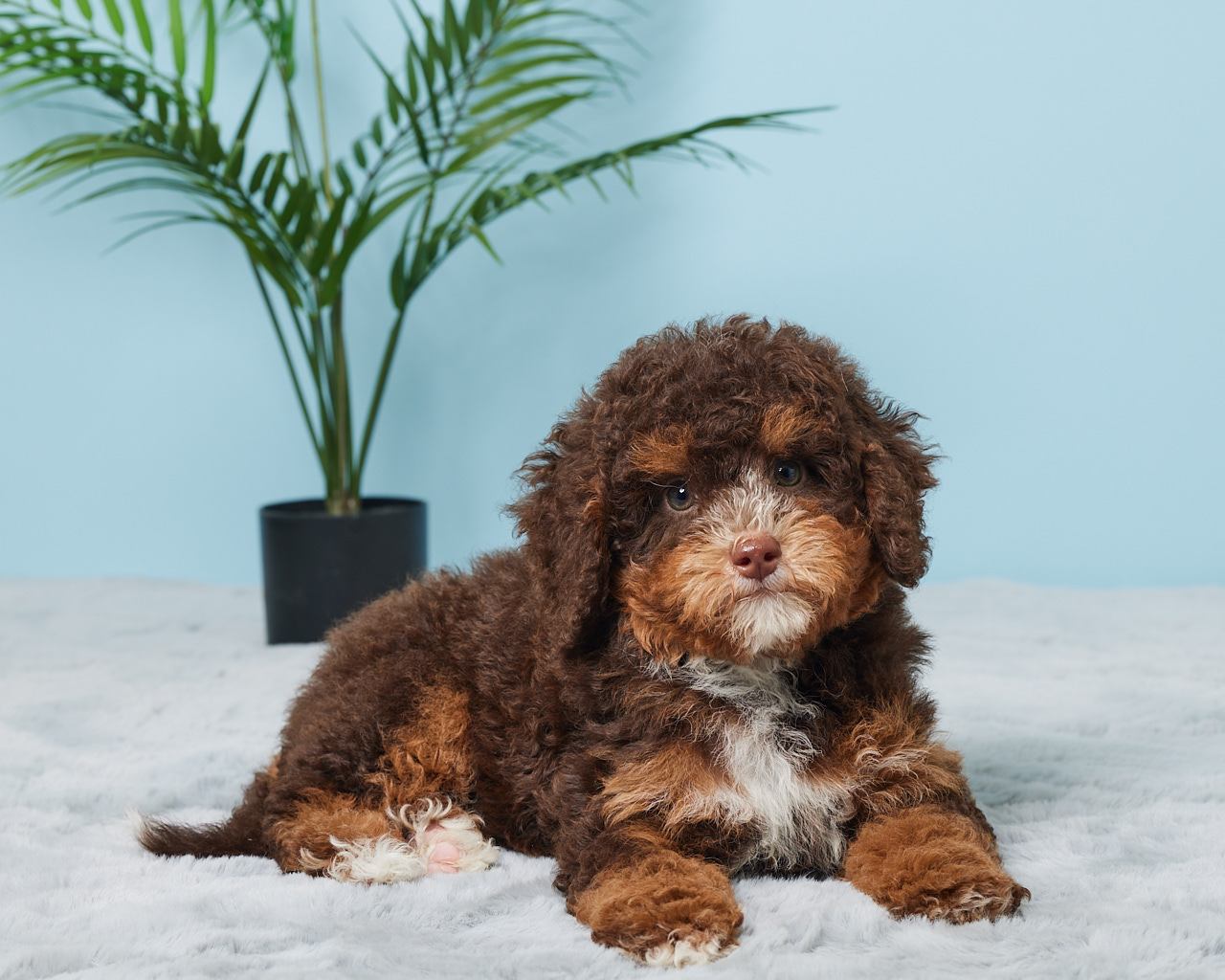 Mr. Benson the F1B Mini-Bernedoodle (Bella’s Litter) photo 4