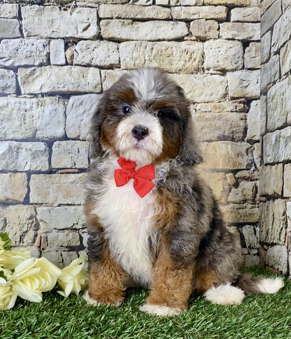 Mr. Blu the Mini-Bernedoodle