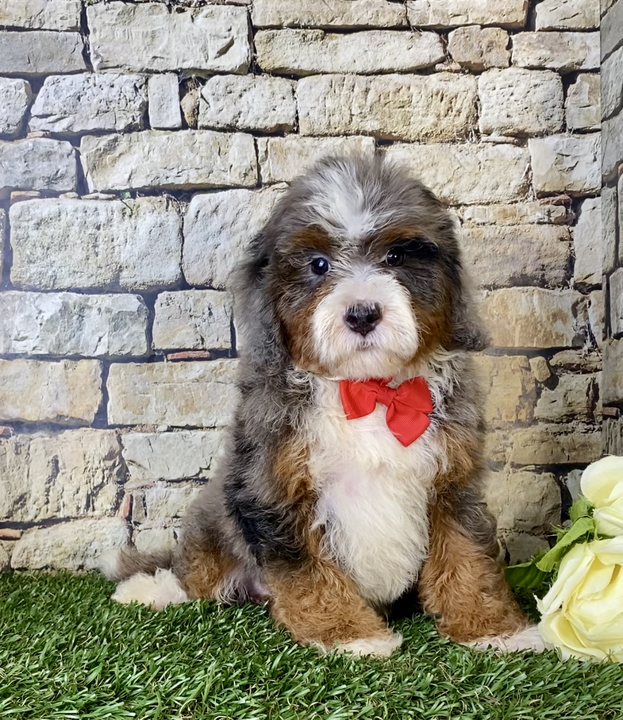 Mr. Blu the Mini-Bernedoodle photo 3