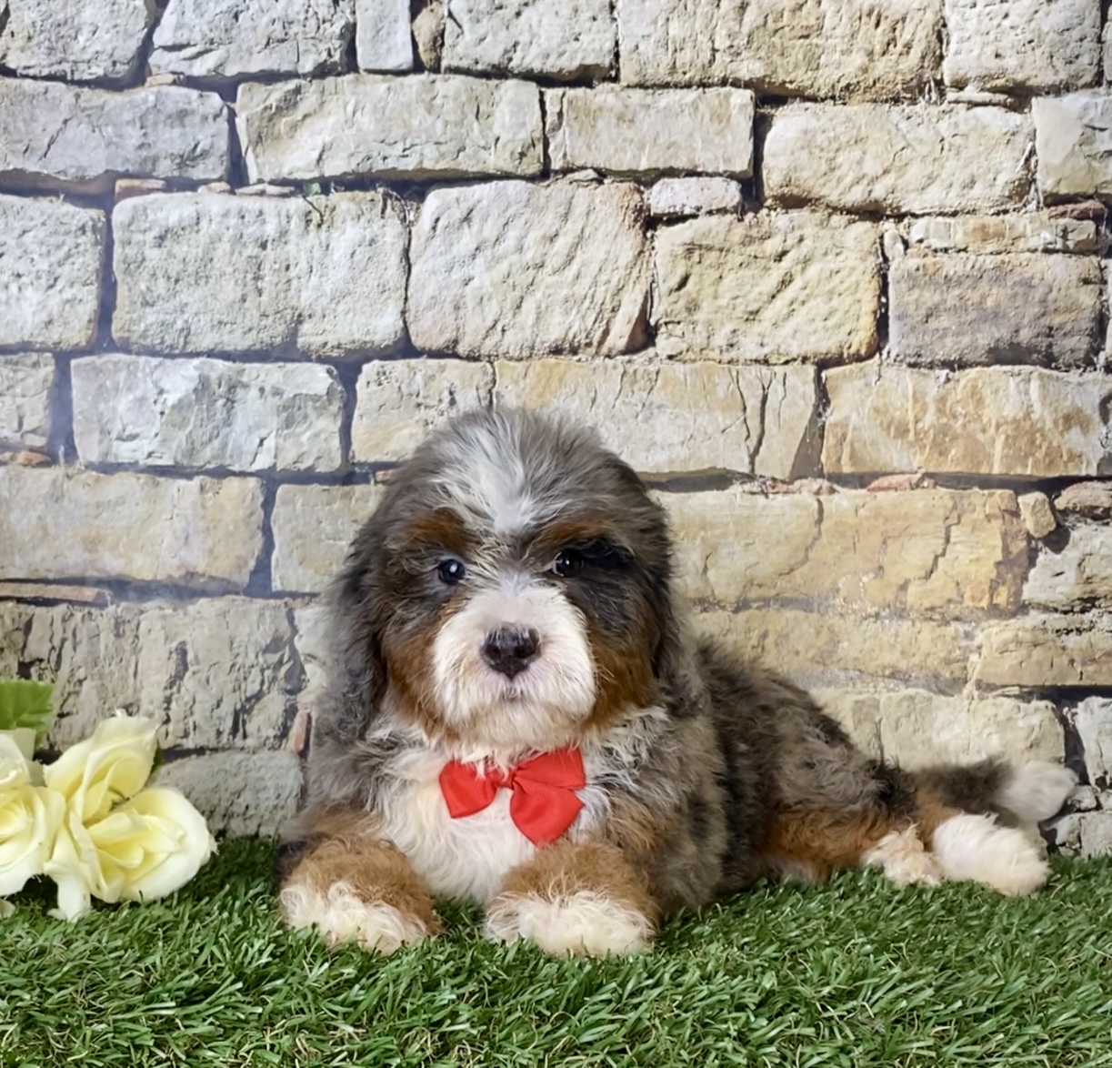 Mr. Blu the Mini-Bernedoodle photo 4