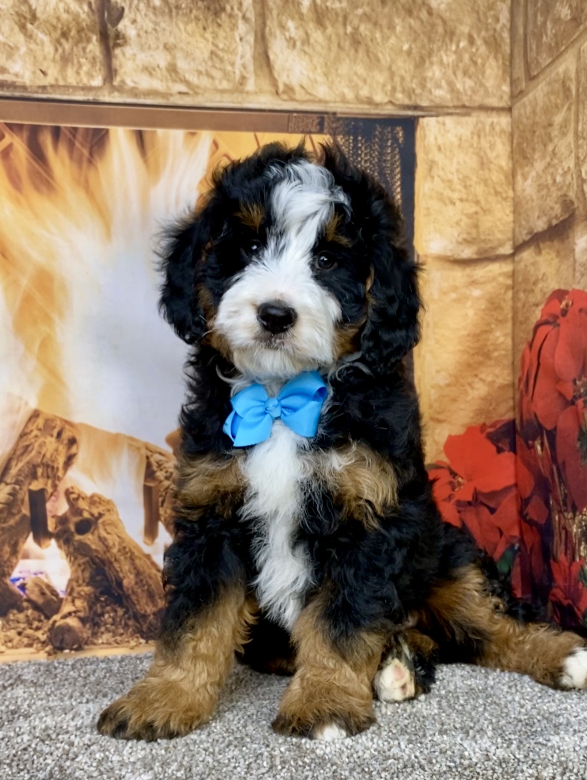 Mr. Carter the  Mini-Bernedoodle