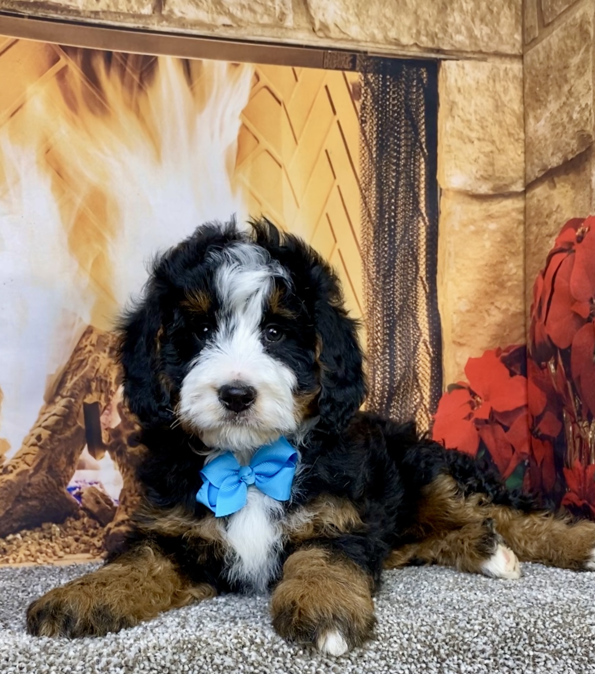 Mr. Carter the  Mini-Bernedoodle photo 2