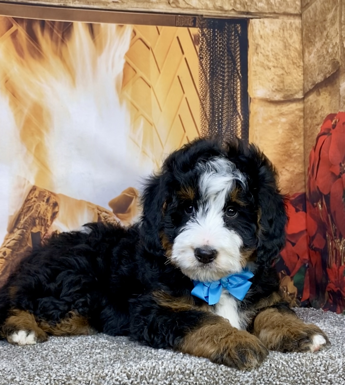 Mr. Carter the  Mini-Bernedoodle photo 3