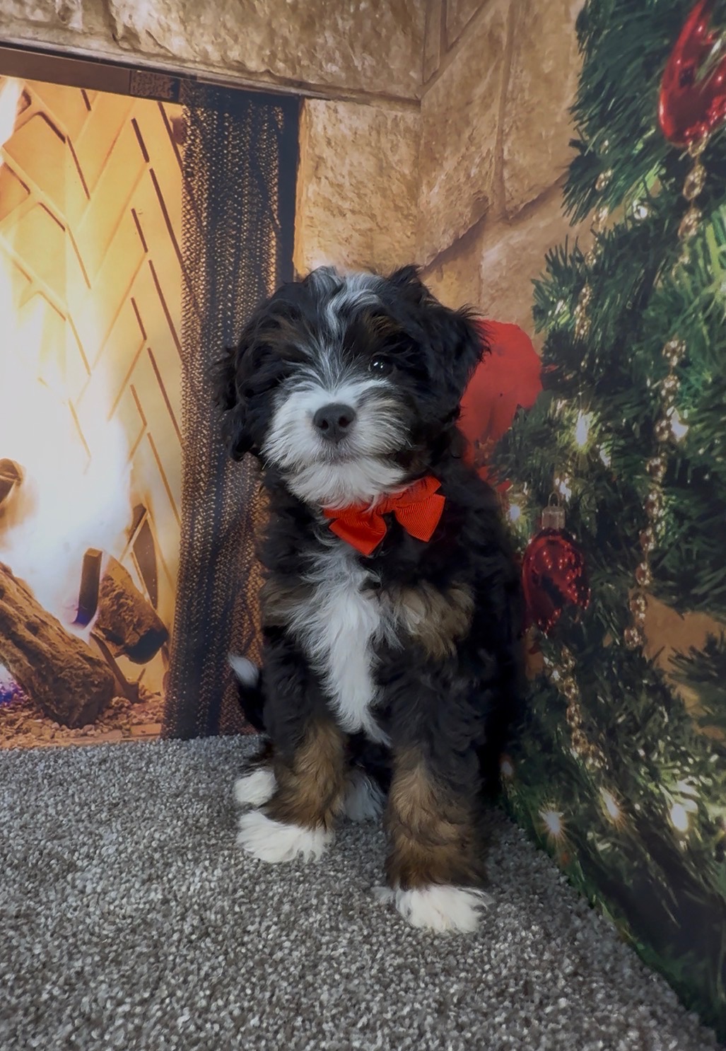 Mr. Enzo the F1B Micro Mini-Bernedoodle