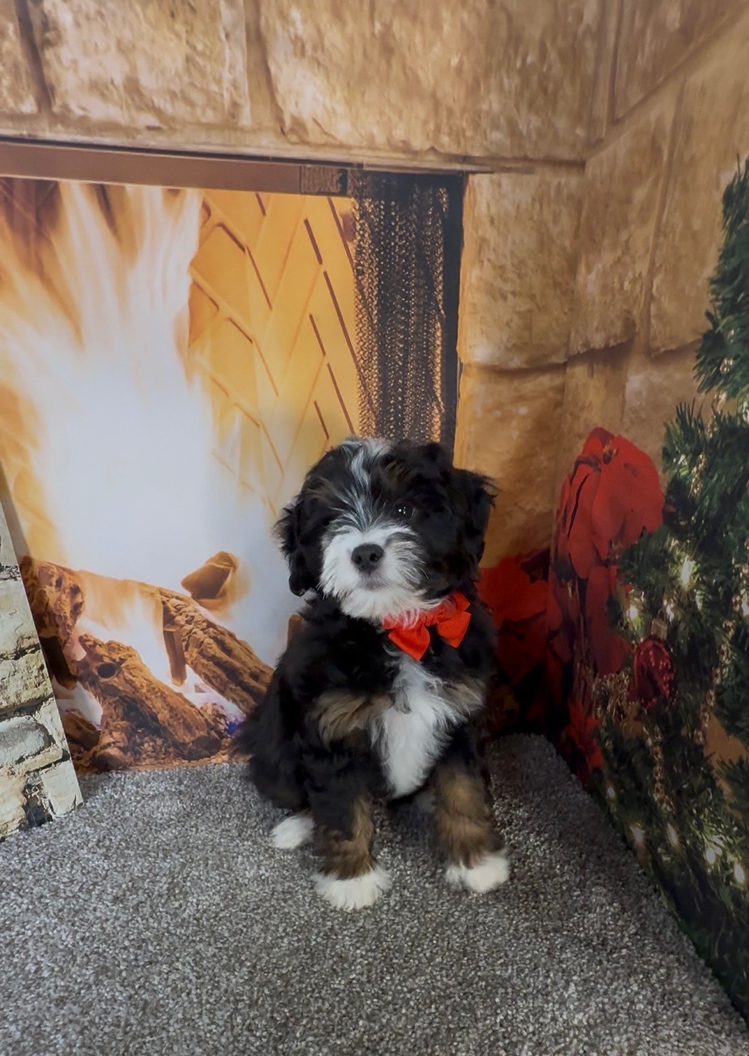 Mr. Enzo the F1B Micro Mini-Bernedoodle photo 2