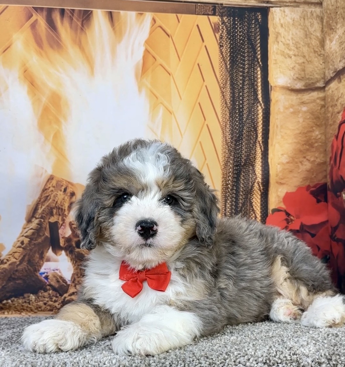 Mr. Flynn the  Mini-Bernedoodle photo 2