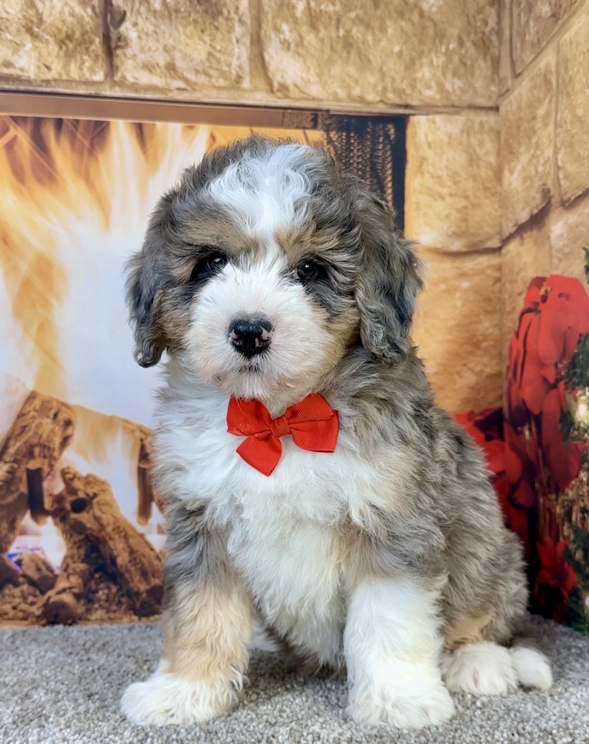Mr. Flynn the  Mini-Bernedoodle photo 3