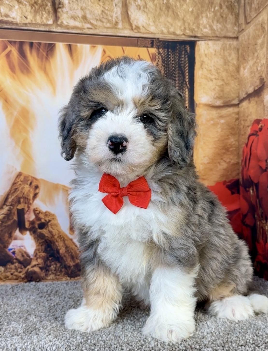 Mr. Flynn the  Mini-Bernedoodle photo 4