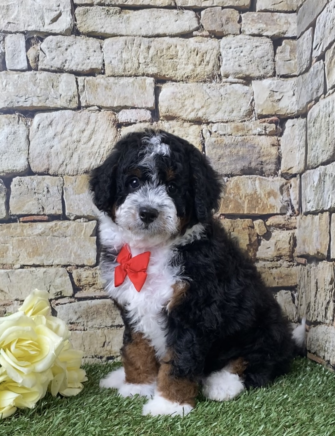 Mr. Ivo the F1B Micro Mini-Bernedoodle photo 3