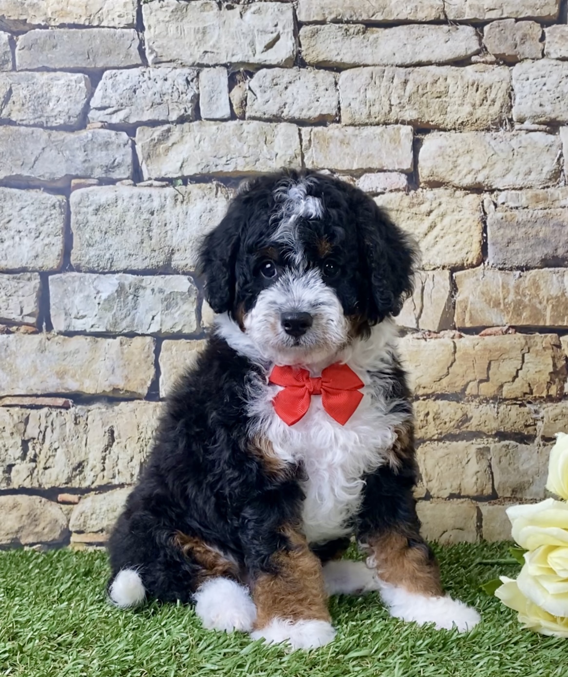 Mr. Ivo the F1B Micro Mini-Bernedoodle photo 4