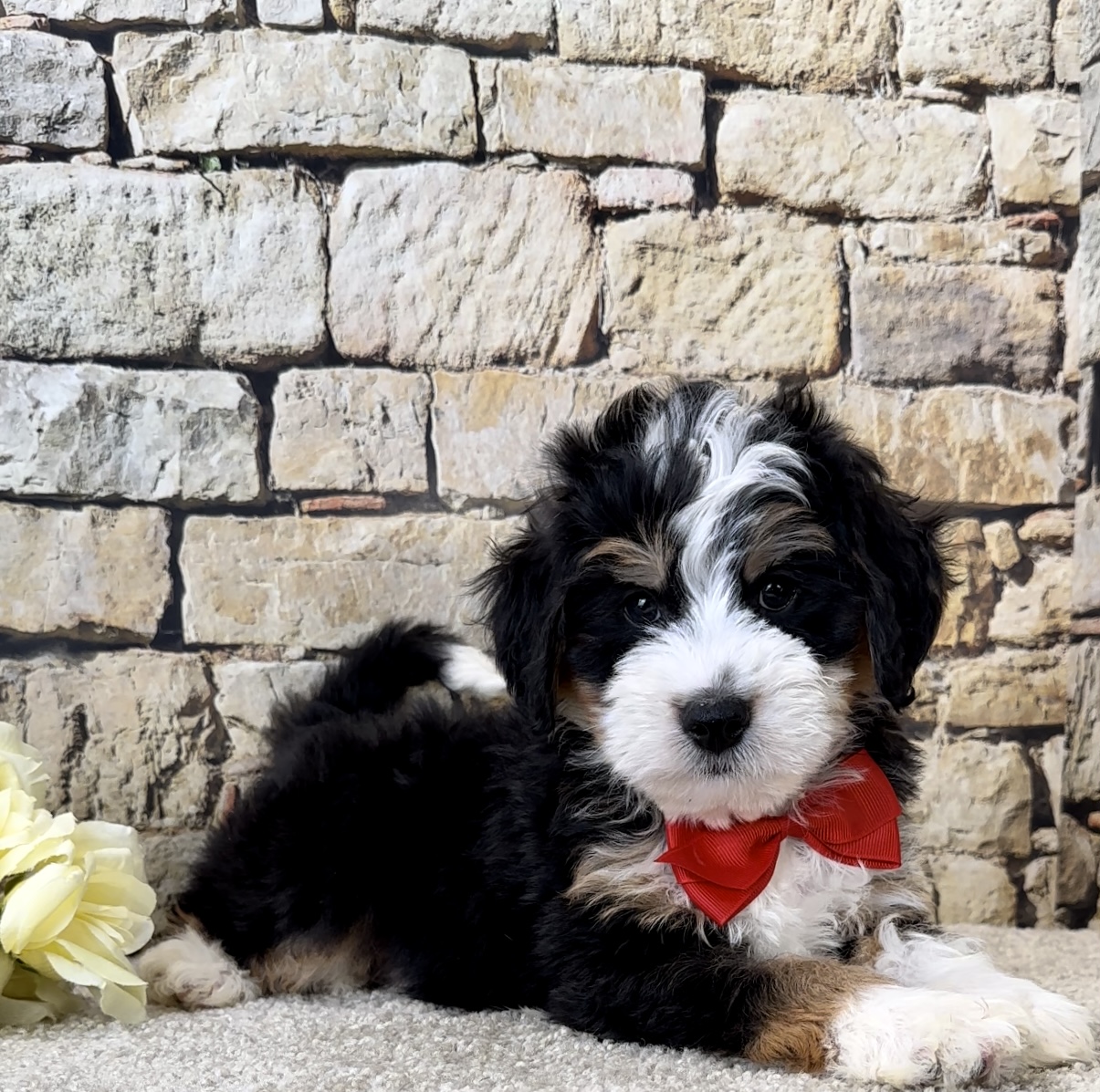 Mr. Jude the Mini-Bernedoodle photo 2