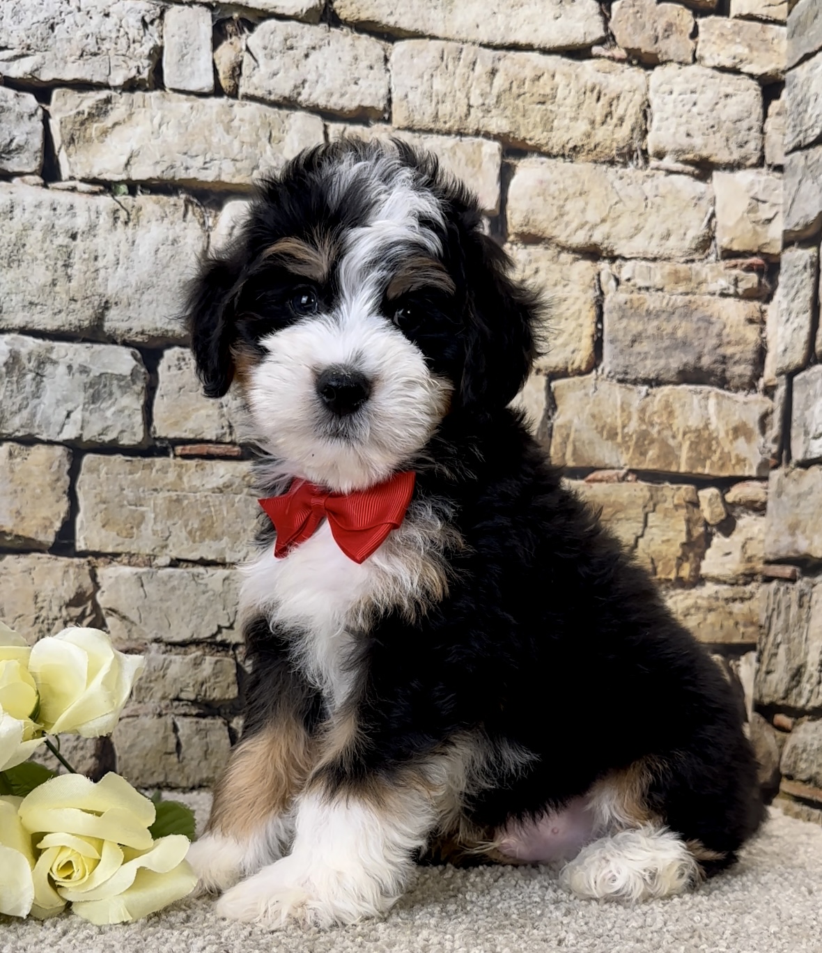 Mr. Jude the Mini-Bernedoodle photo 3