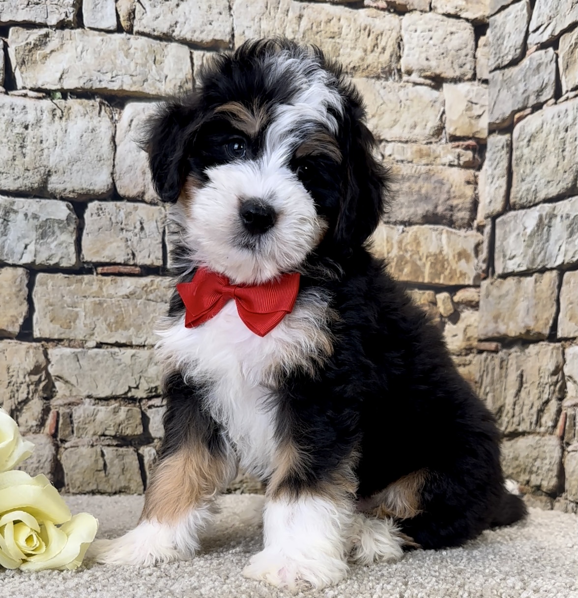 Mr. Jude the Mini-Bernedoodle photo 4