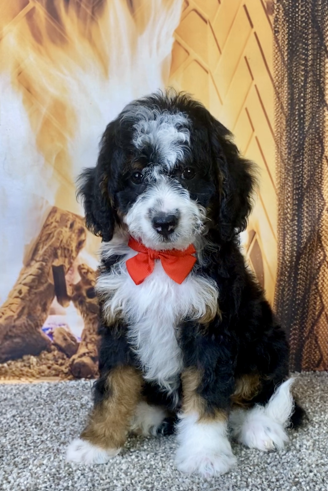 Mr. Kyle the F1B Micro Mini-Bernedoodle