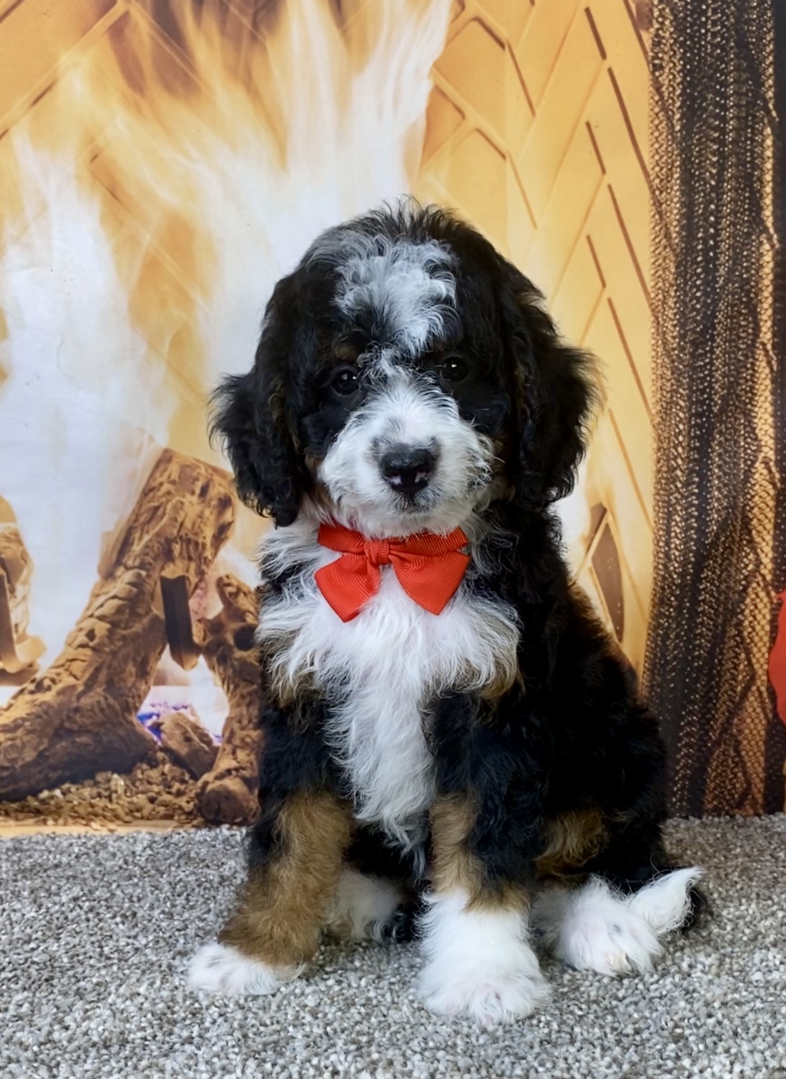 Mr. Kyle the F1B Micro Mini-Bernedoodle photo 2