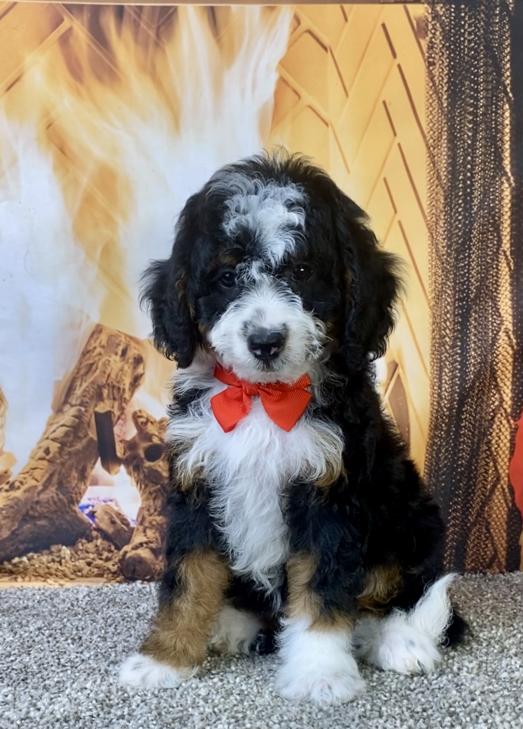 Mr. Kyle the F1B Micro Mini-Bernedoodle photo 3