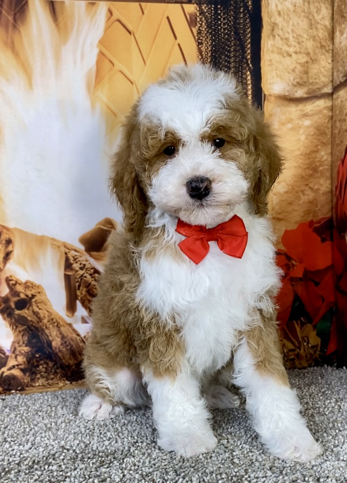 Mr. Kyle the F1B Mini-Bernedoodle photo 2