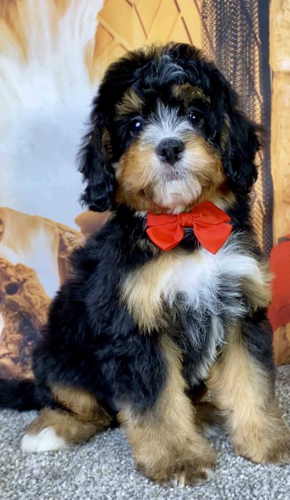Mr. Baxter the  Mini-Bernedoodle photo 2