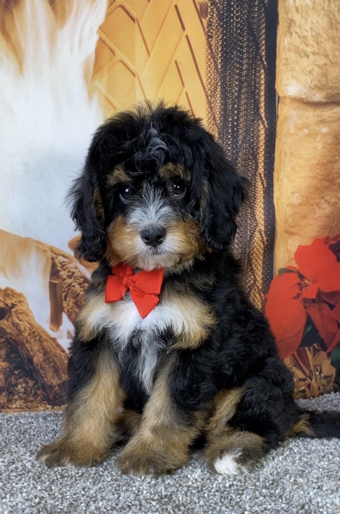 Mr. Baxter the  Mini-Bernedoodle photo 3