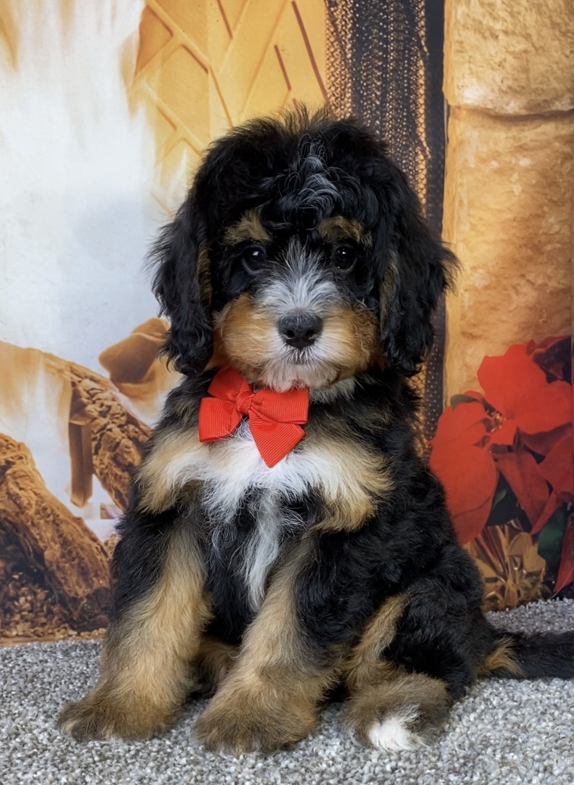 Mr. Baxter the  Mini-Bernedoodle photo 4