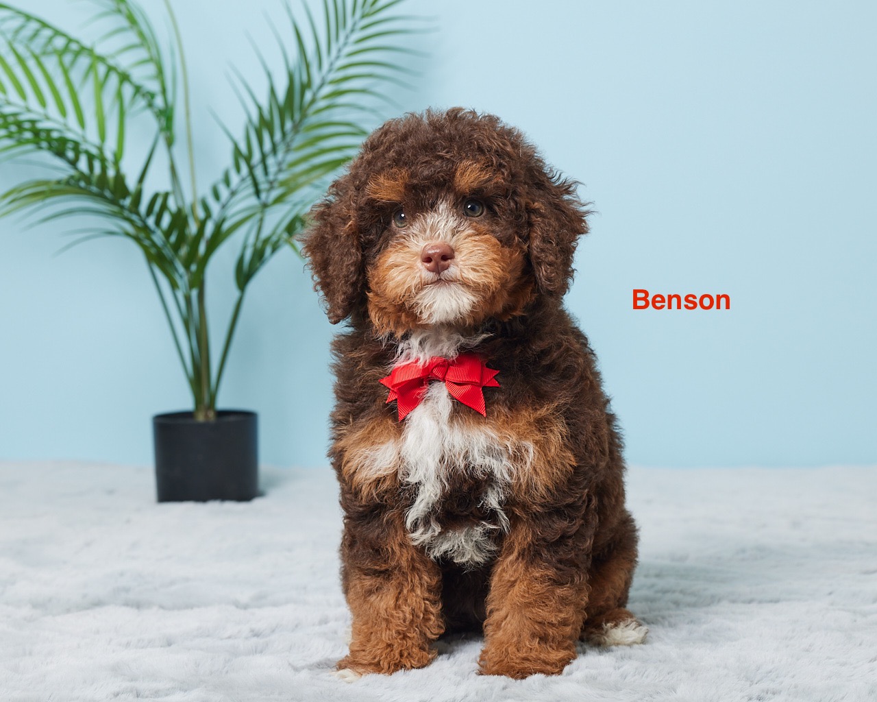 Mr. Benson the F1B Mini-Bernedoodle (Bella’s Litter)