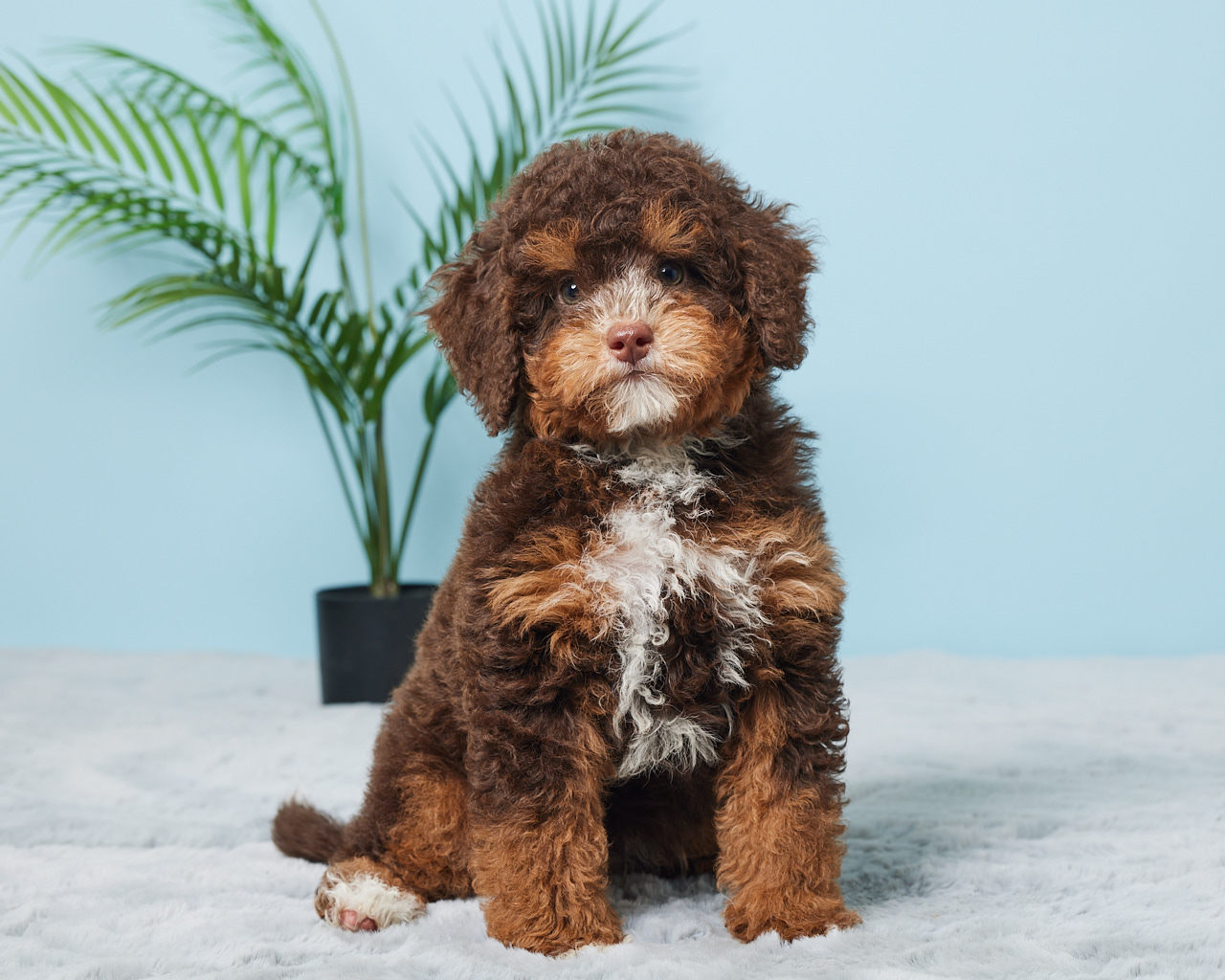 Mr. Benson the F1B Mini-Bernedoodle (Bella’s Litter) photo 3
