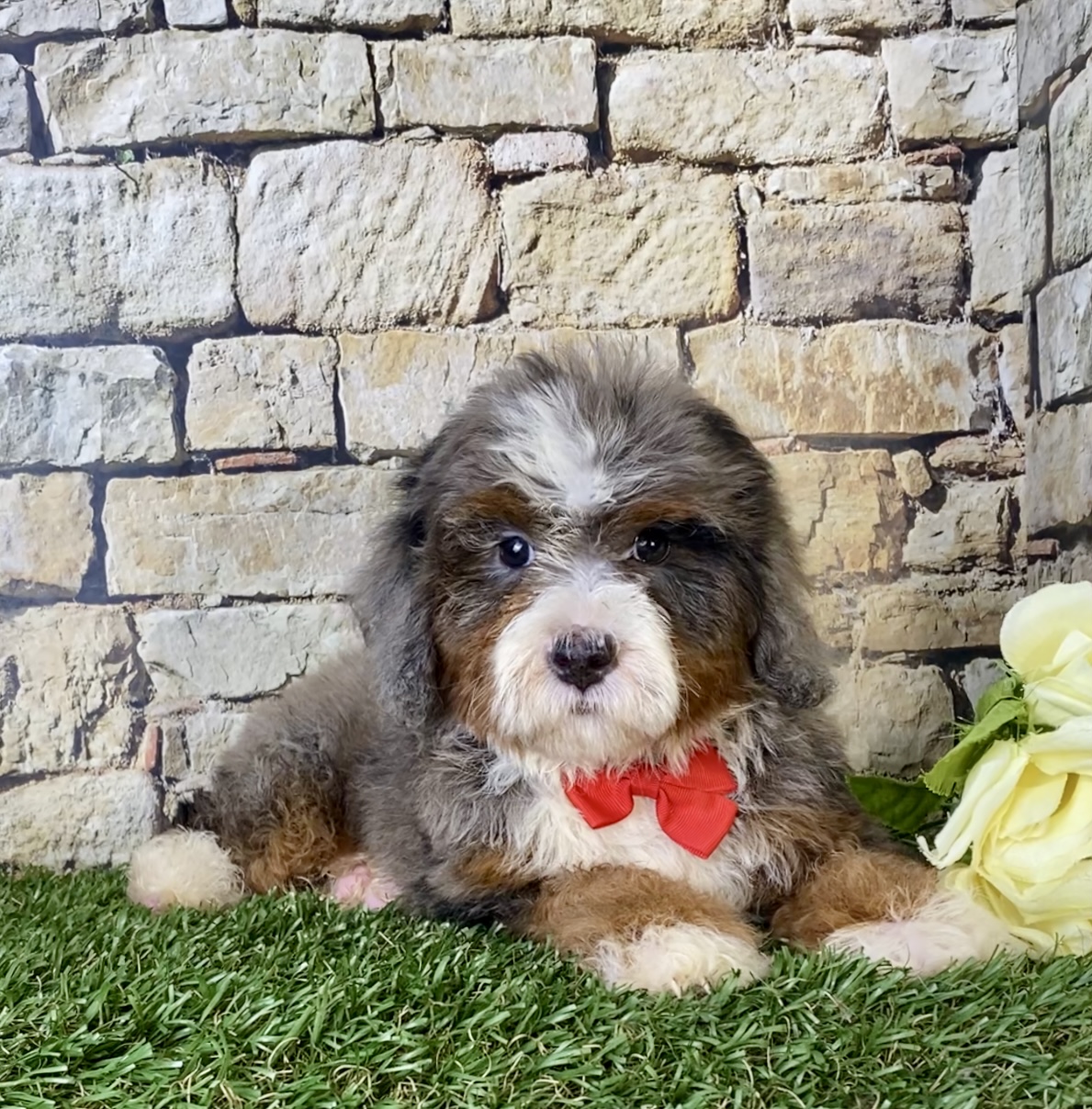 Mr. Blu the Mini-Bernedoodle photo 2