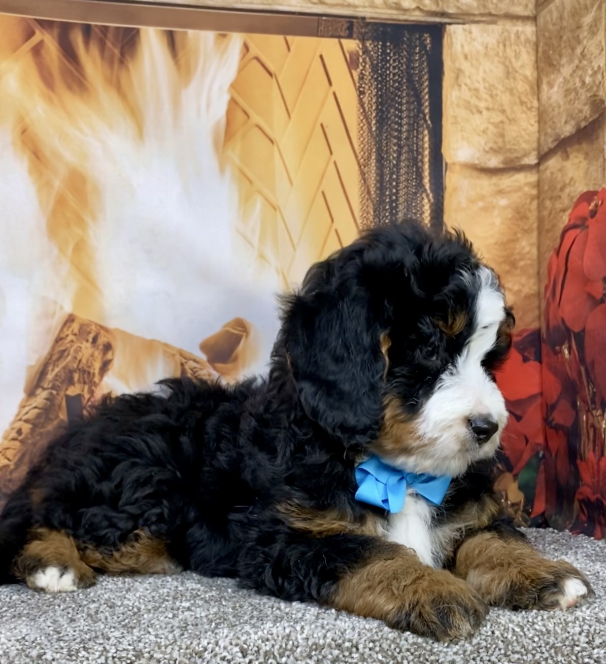 Mr. Carter the  Mini-Bernedoodle photo 4
