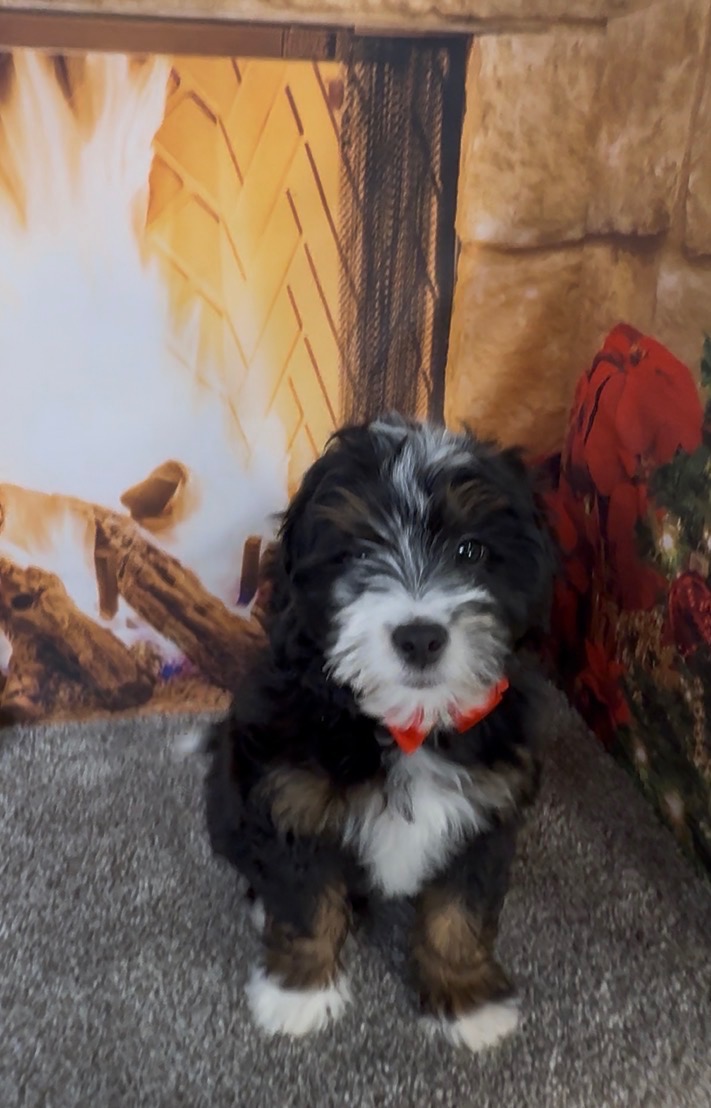 Mr. Enzo the F1B Micro Mini-Bernedoodle photo 3