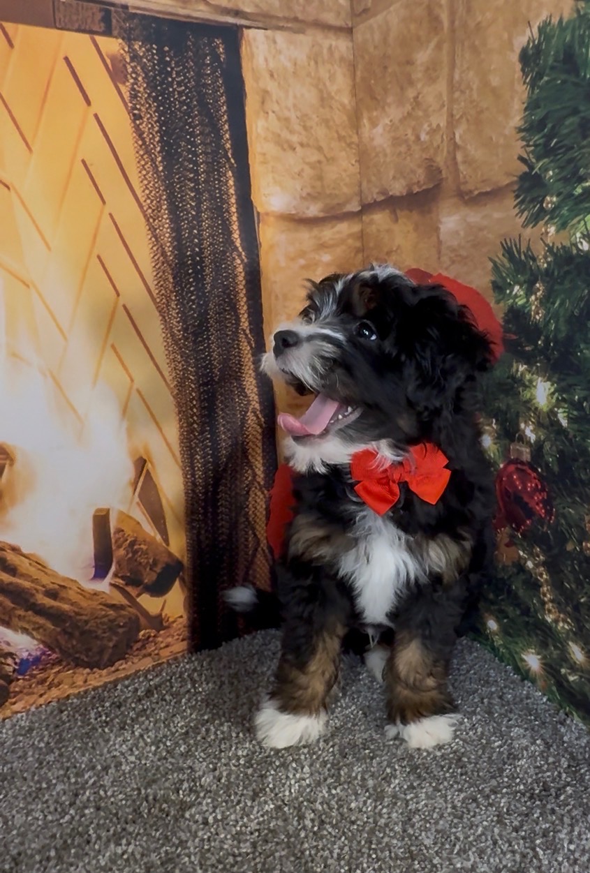 Mr. Enzo the F1B Micro Mini-Bernedoodle photo 4