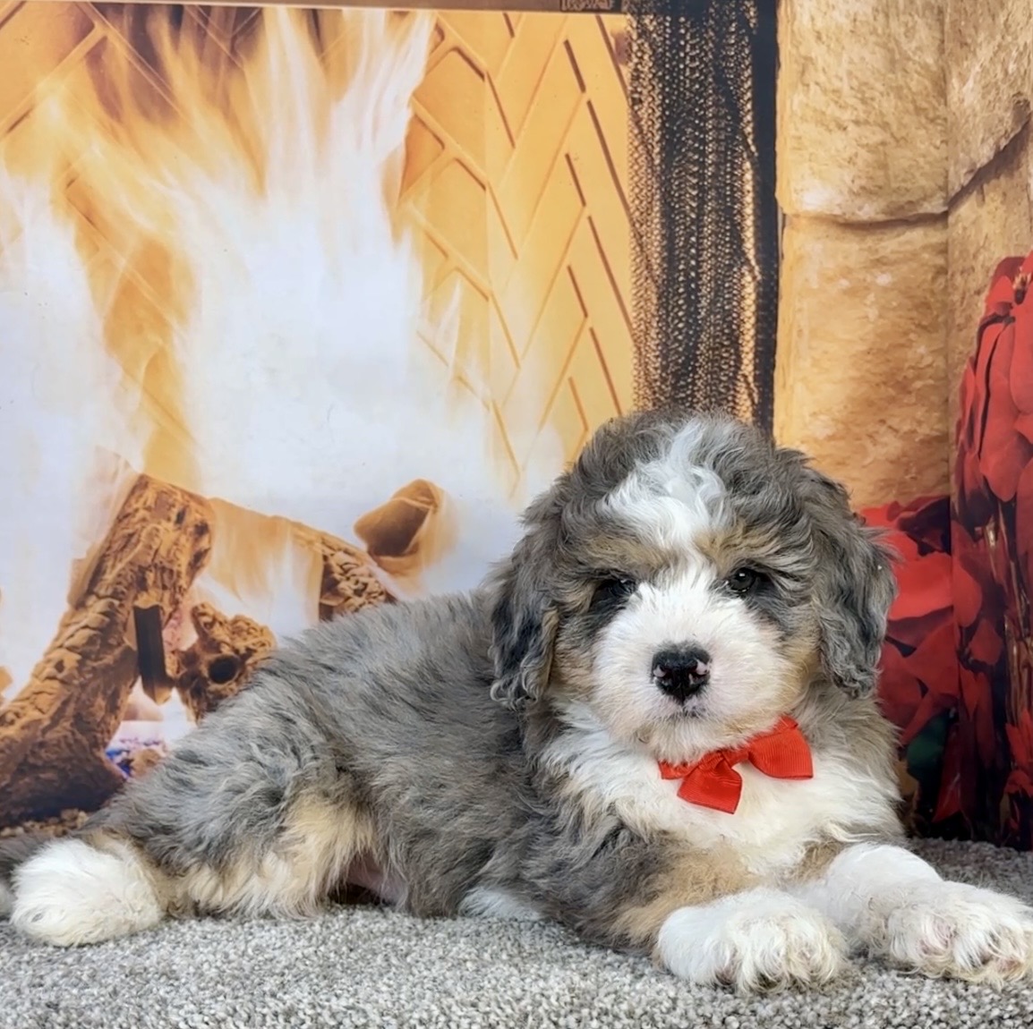 Mr. Flynn the  Mini-Bernedoodle