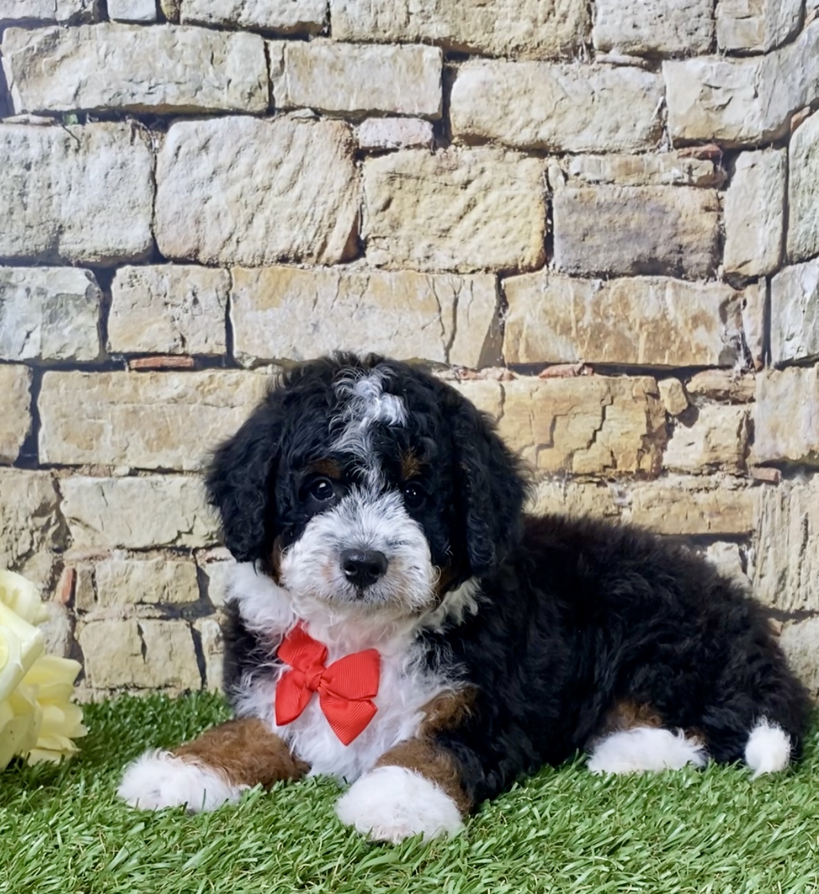 Mr. Ivo the F1B Micro Mini-Bernedoodle photo 2