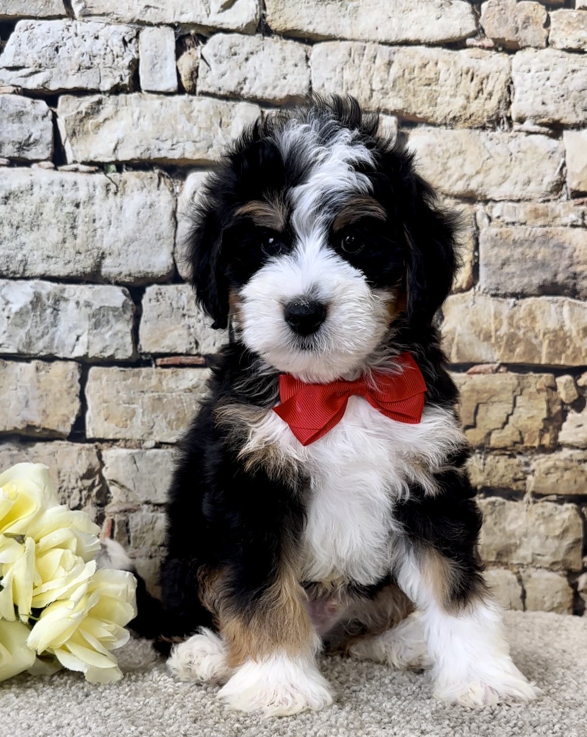 Mr. Jude the Mini-Bernedoodle