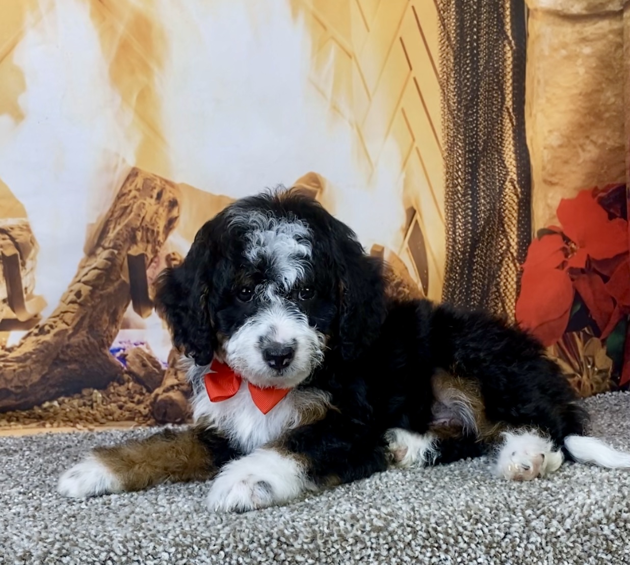 Mr. Kyle the F1B Micro Mini-Bernedoodle photo 4
