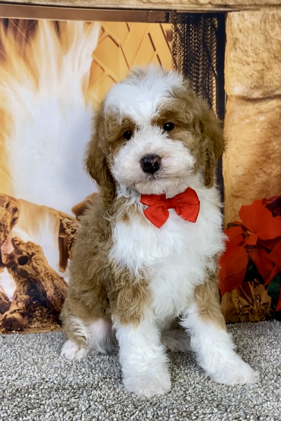 Mr. Kyle the F1B Mini-Bernedoodle