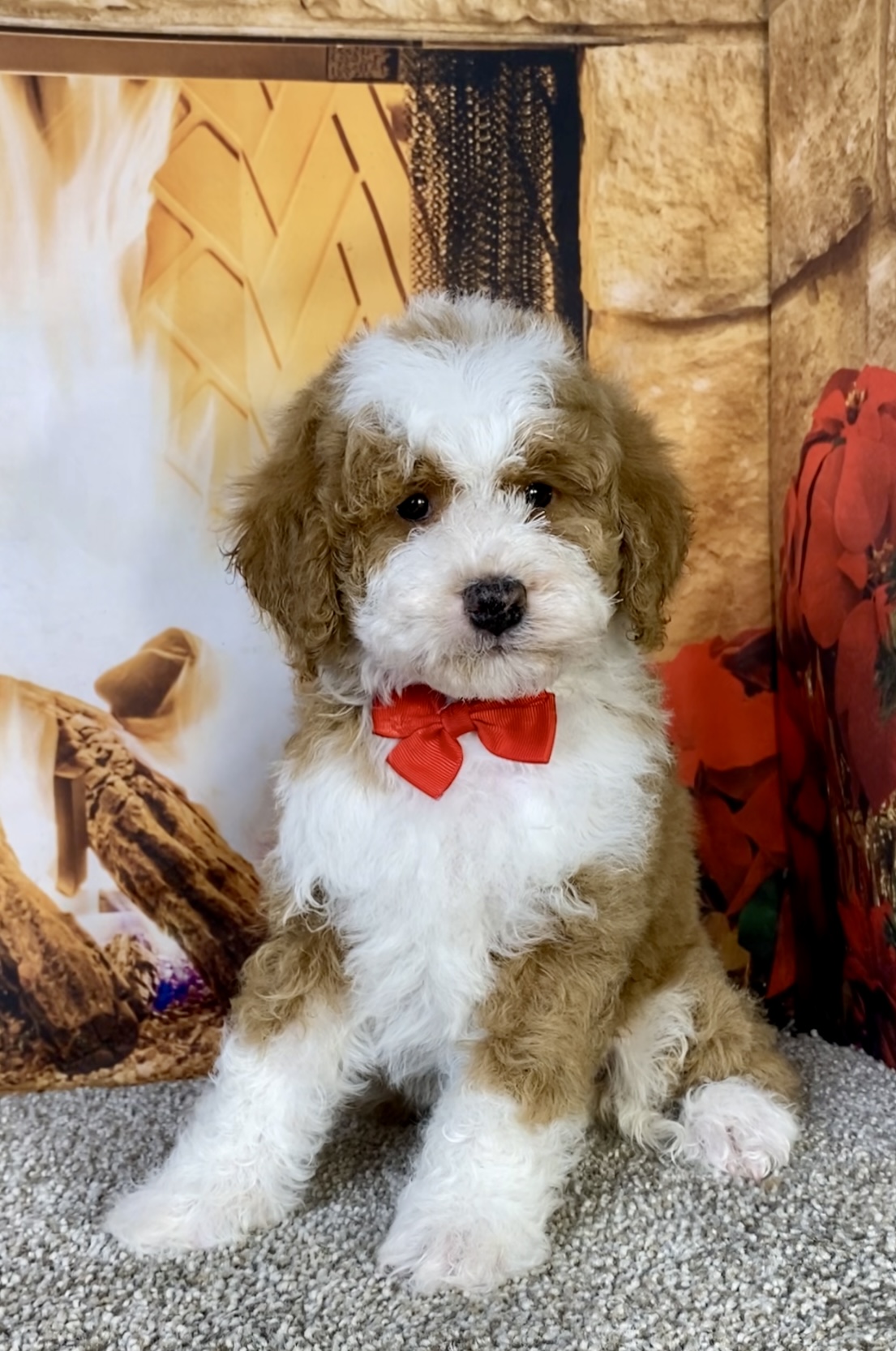 Mr. Kyle the F1B Mini-Bernedoodle photo 3