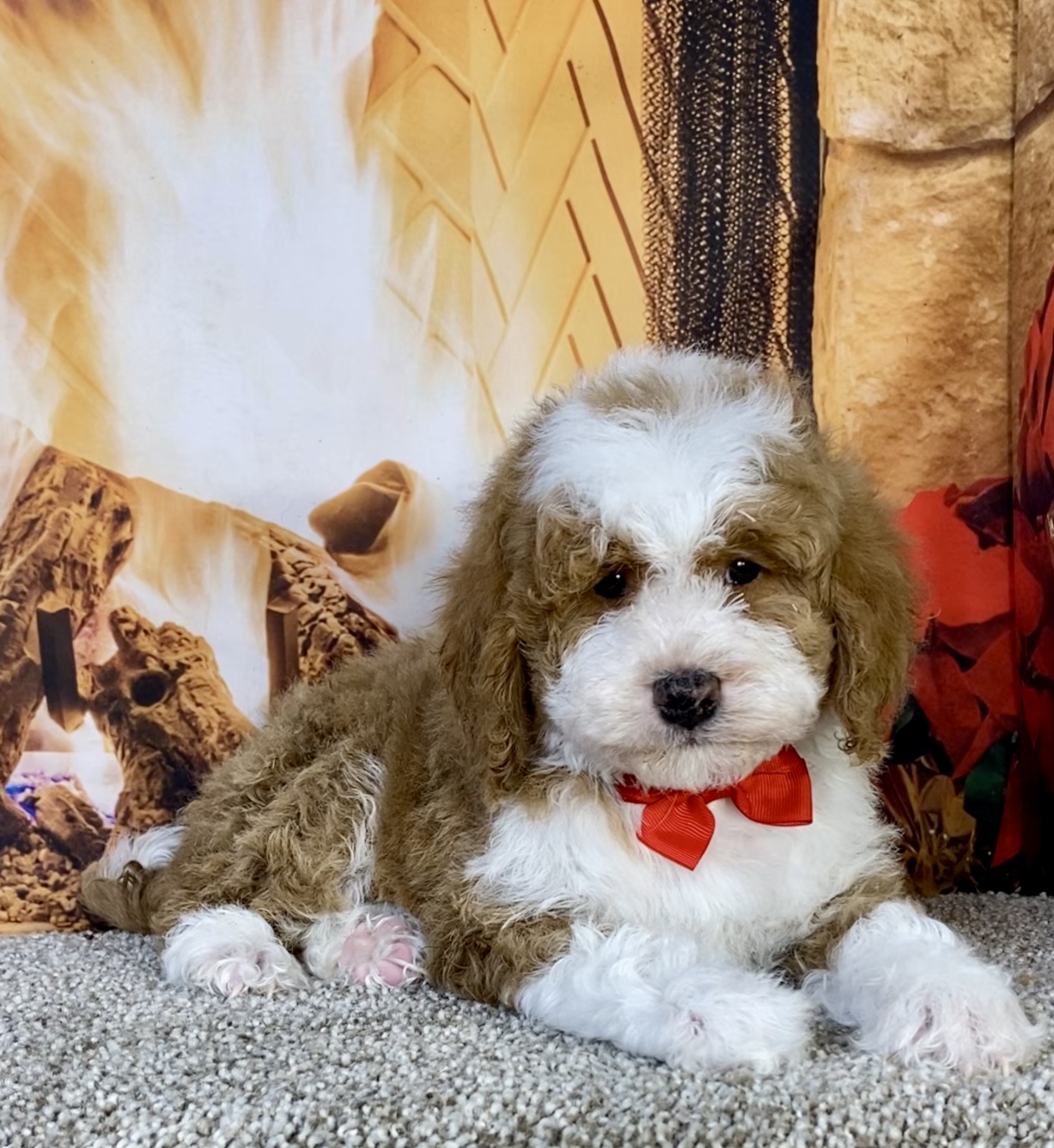 Mr. Kyle the F1B Mini-Bernedoodle photo 4