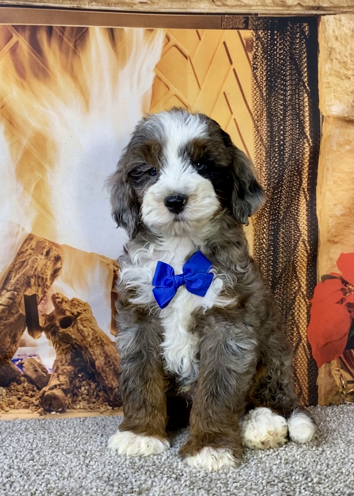 Mr. Milo the F1B Mini-Bernedoodle