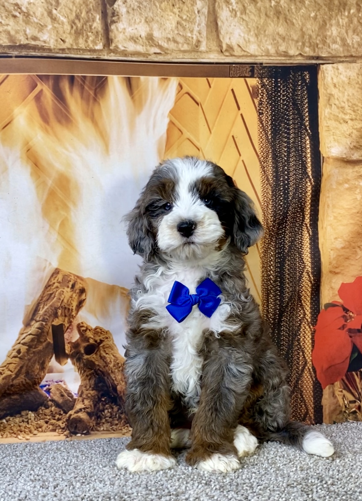 Mr. Milo the F1B Mini-Bernedoodle photo 2