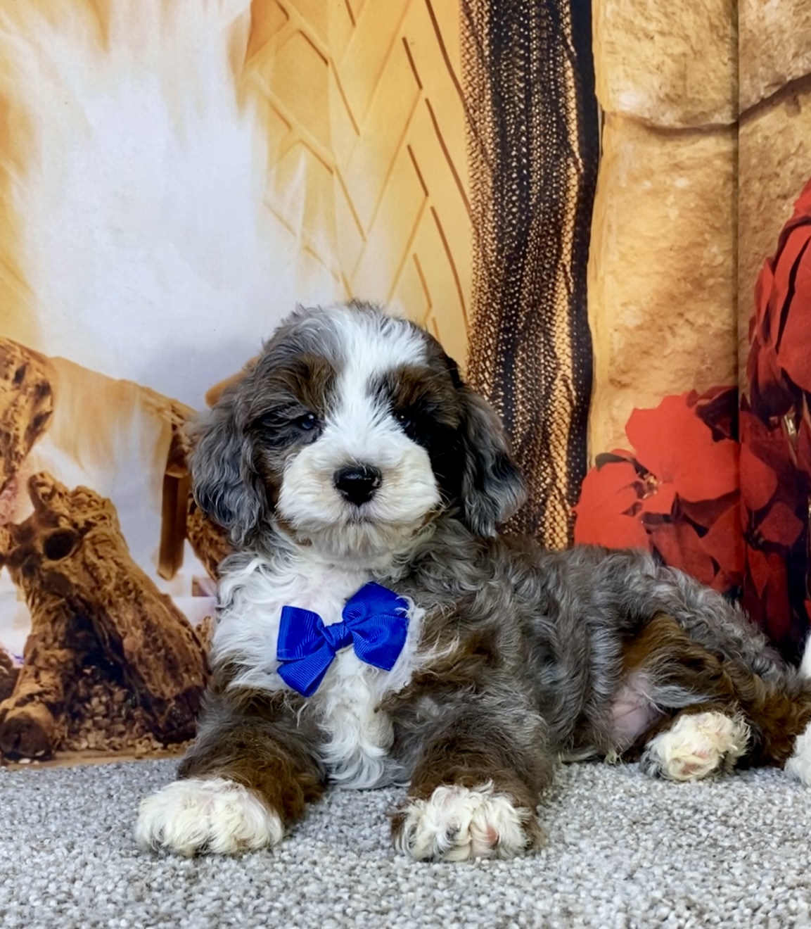 Mr. Milo the F1B Mini-Bernedoodle photo 3
