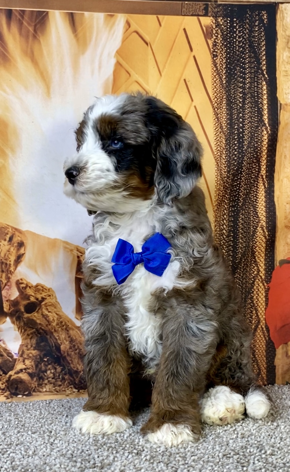 Mr. Milo the F1B Mini-Bernedoodle photo 4