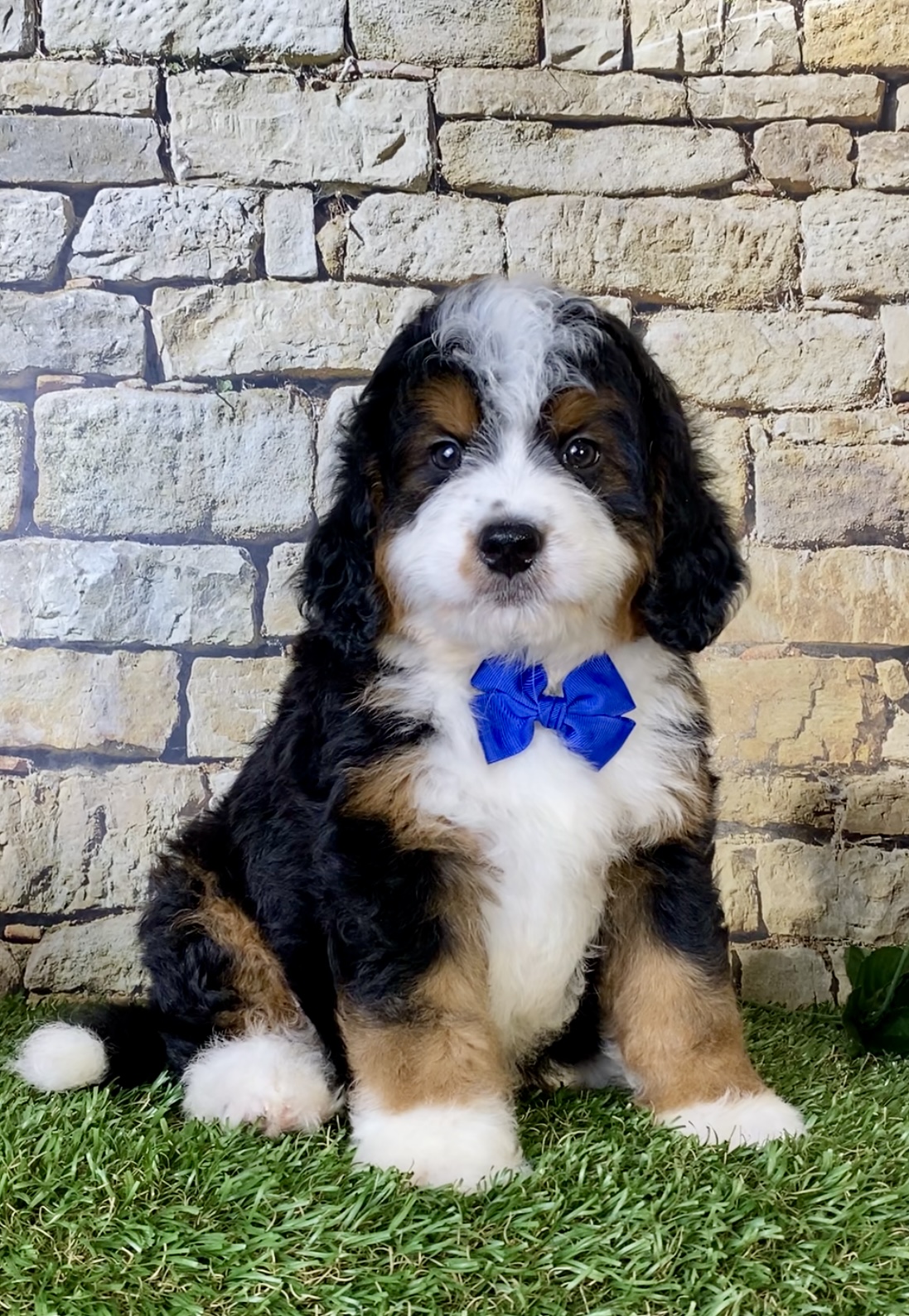 Mr. Olaf the Mini-Bernedoodle