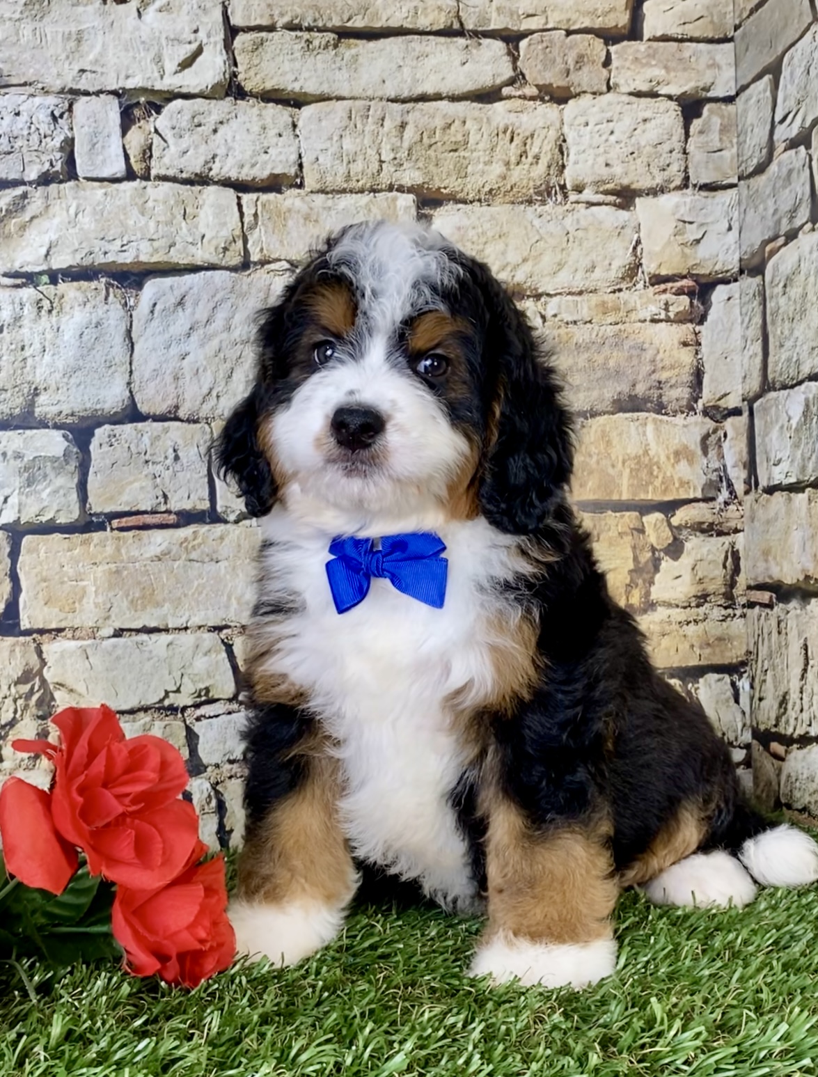 Mr. Olaf the Mini-Bernedoodle photo 2