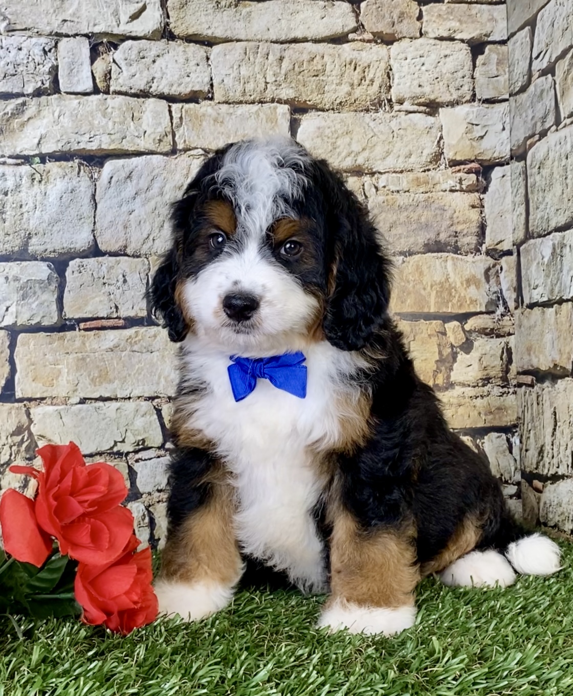 Mr. Olaf the Mini-Bernedoodle photo 3
