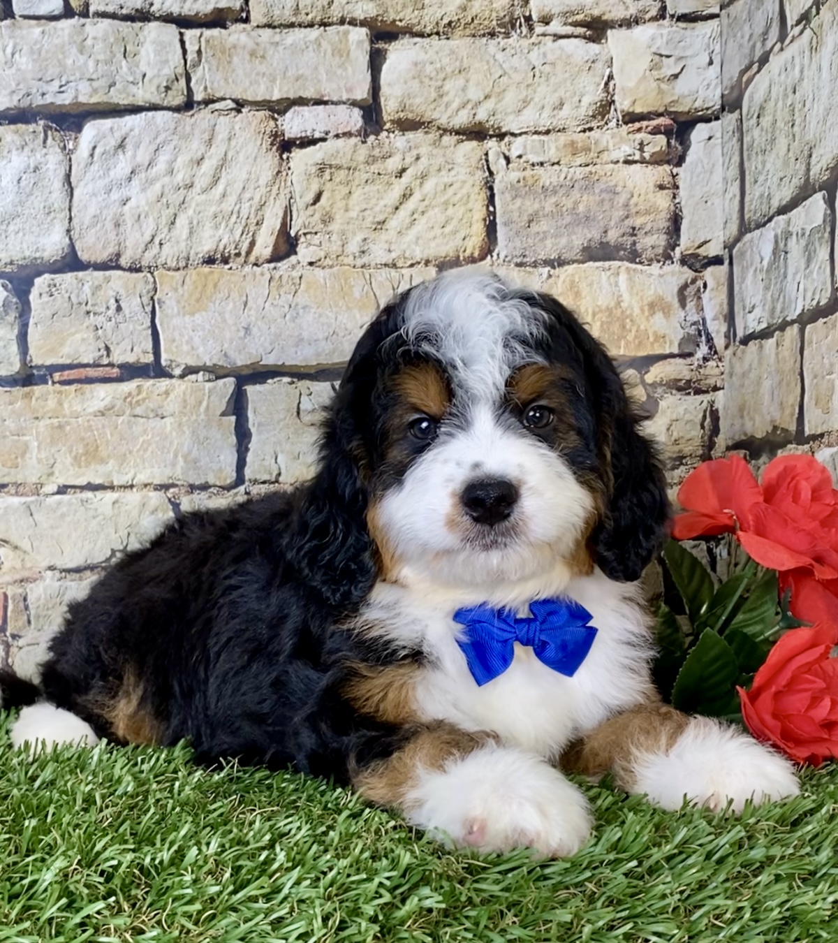 Mr. Olaf the Mini-Bernedoodle photo 4