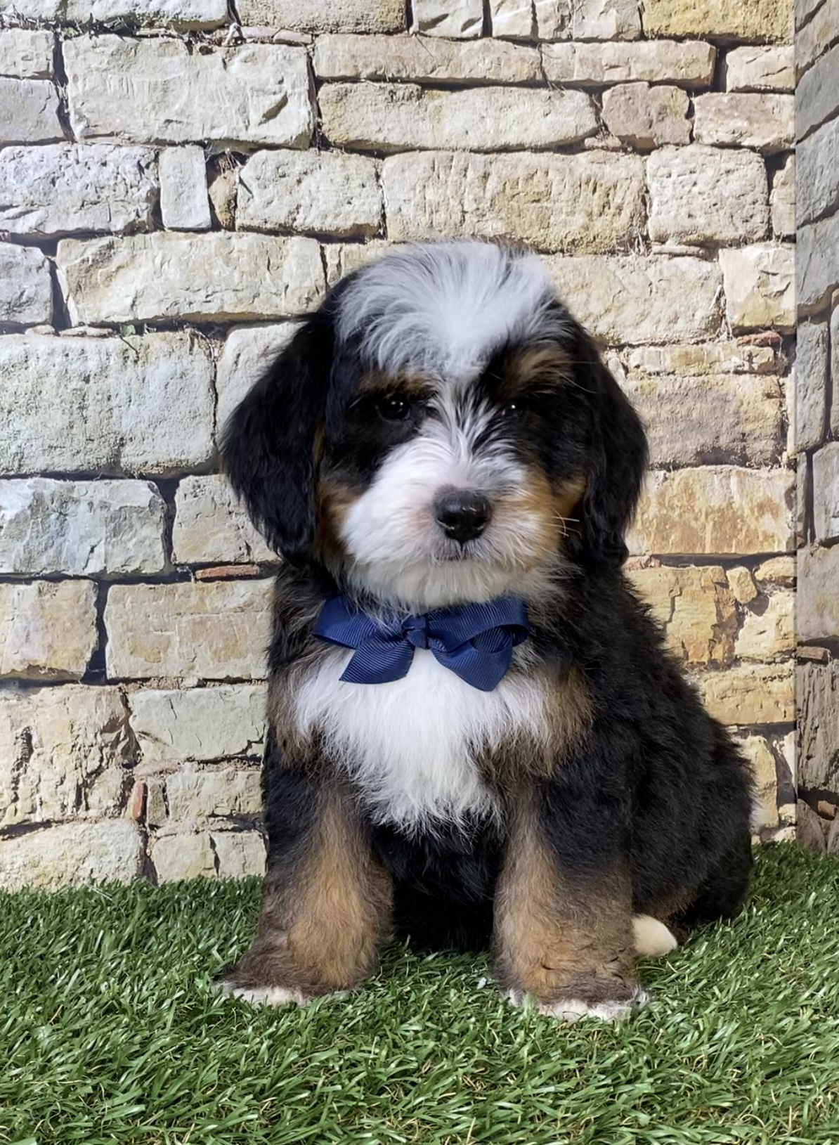 Mr. Rambo the F2 Mini-Bernedoodle