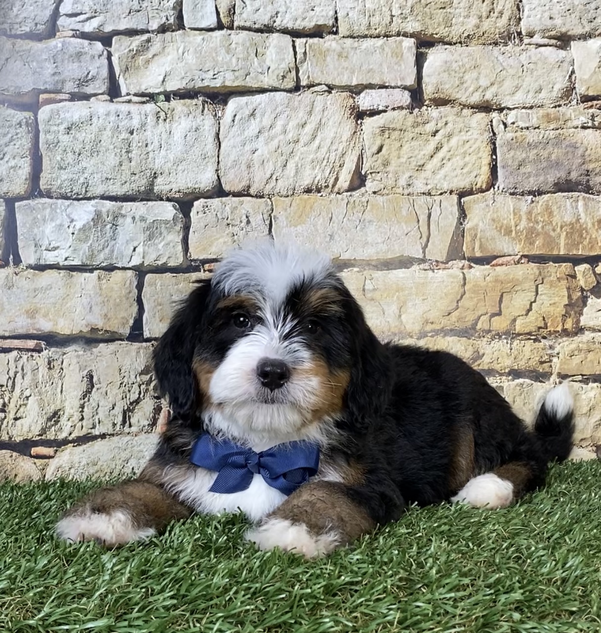 Mr. Rambo the F2 Mini-Bernedoodle photo 2